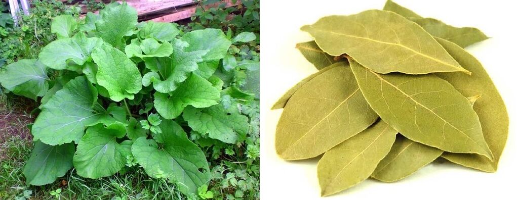Feuilles de bardane et feuilles de laurier pour les douleurs articulaires