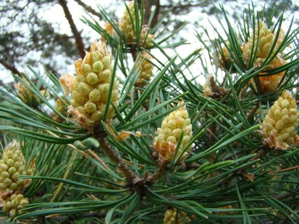 Les bourgeons de pin dans la lutte contre l'ostéochondrose cervicale
