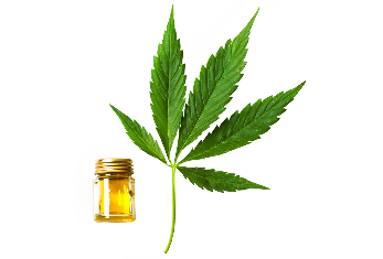 l'huile de chanvre dans la composition de l'huile de Cannabis